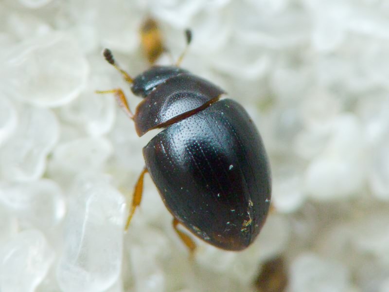 Hydrophilidae LatreiIle, 1802